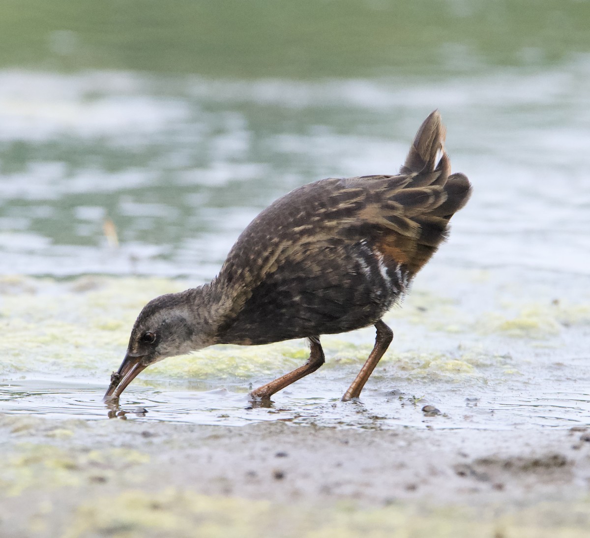 Virginia Rail - ML468261311