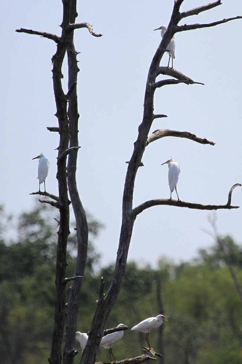 Little Blue Heron - ML46826141