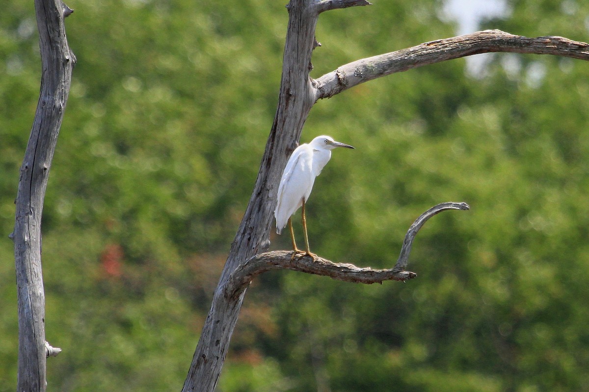 Little Blue Heron - ML46826151