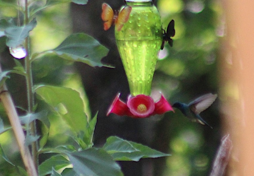 kolibřík zelený - ML468261731