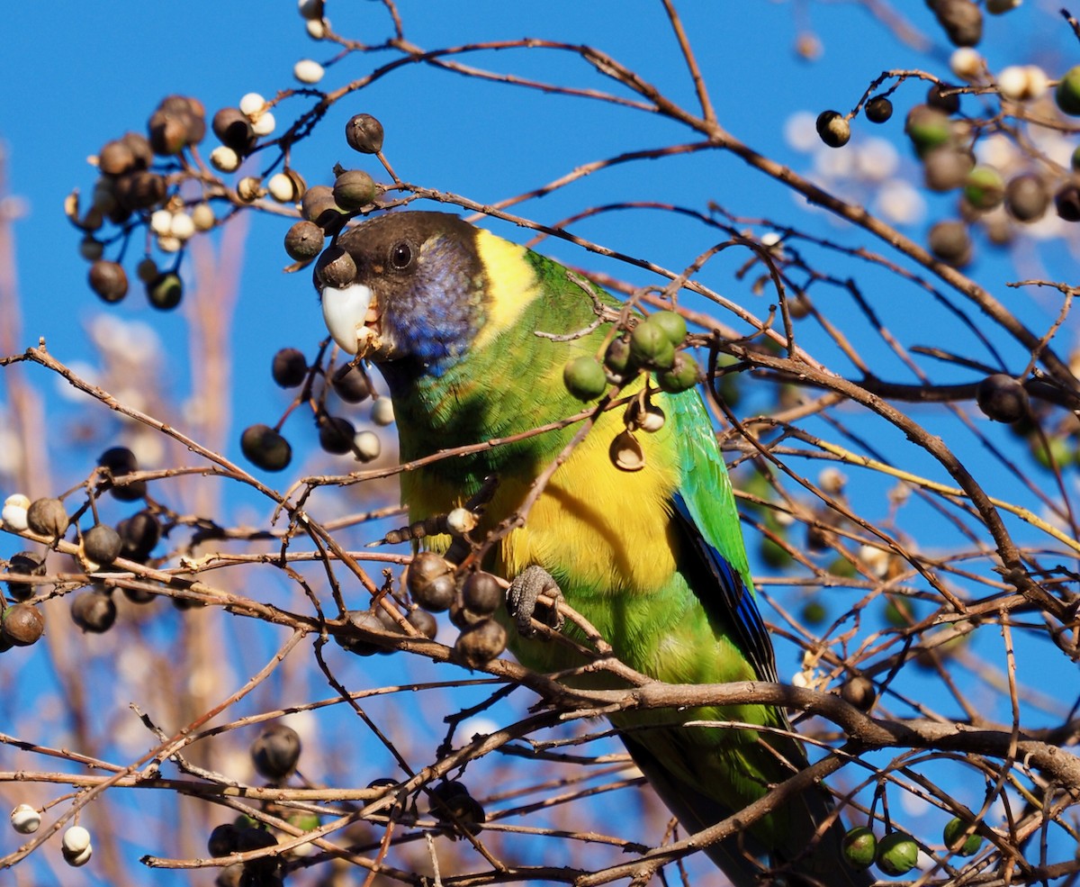 barnard límcový (ssp. zonarius) - ML468261891