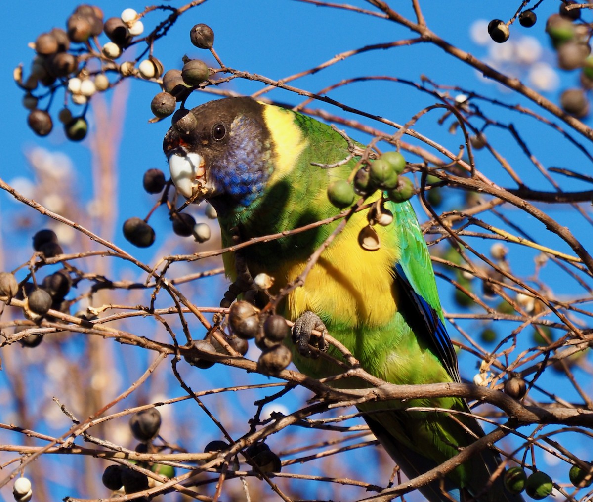 Australian Ringneck (Port Lincoln) - ML468261921