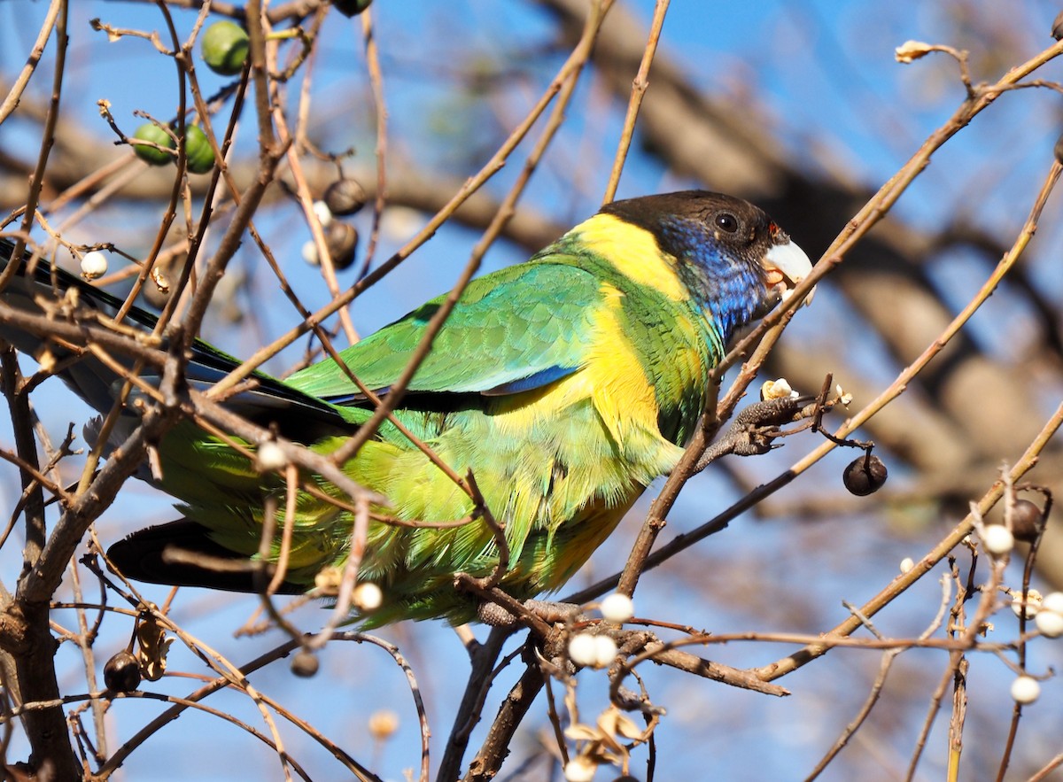 Australian Ringneck (Port Lincoln) - ML468261931