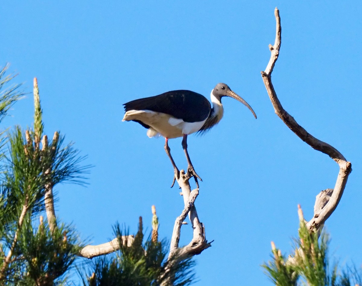 Straw-necked Ibis - ML468261991