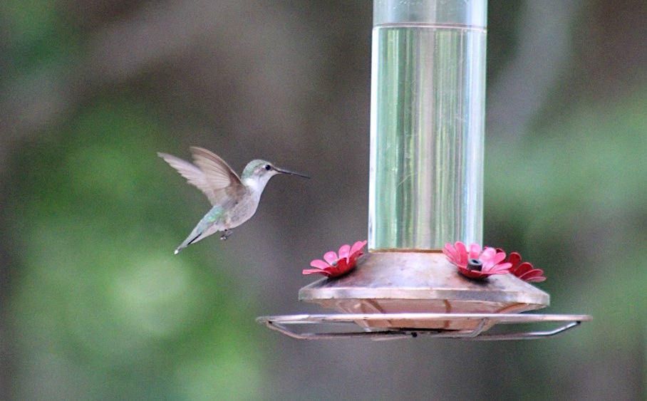 Ruby-throated Hummingbird - ML468262051