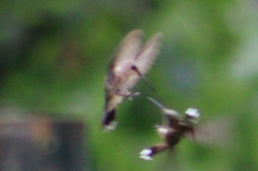 Ruby-throated Hummingbird - ML468262061