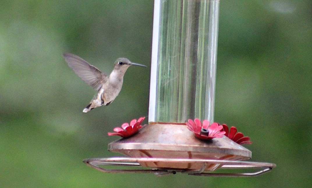 Ruby-throated Hummingbird - ML468262071