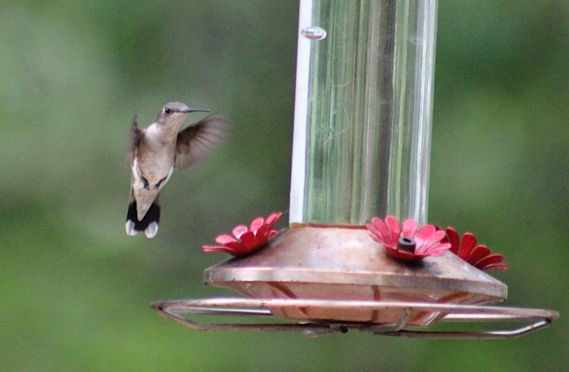 Ruby-throated Hummingbird - ML468262091