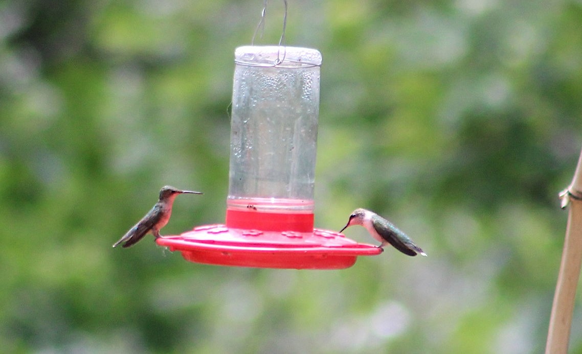 Ruby-throated Hummingbird - ML468262111