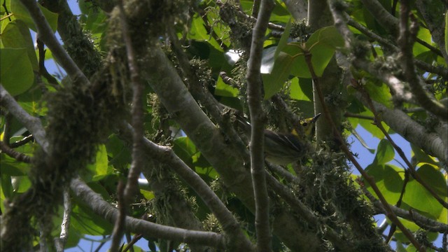 Hermit Warbler - ML468263