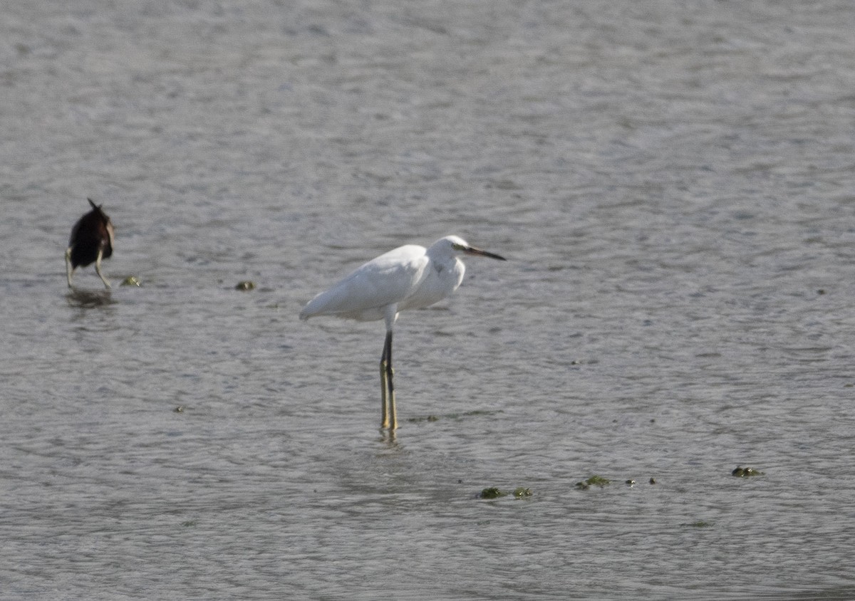 Little Egret - Kousheyo Bagchi