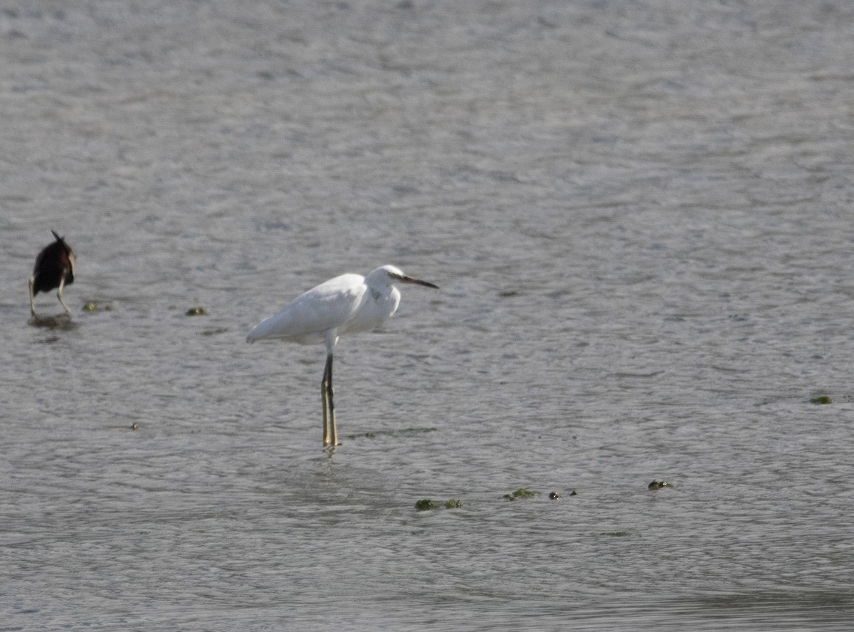 Little Egret - ML468263181