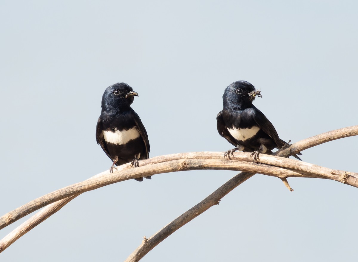 White-banded Swallow - ML468264211