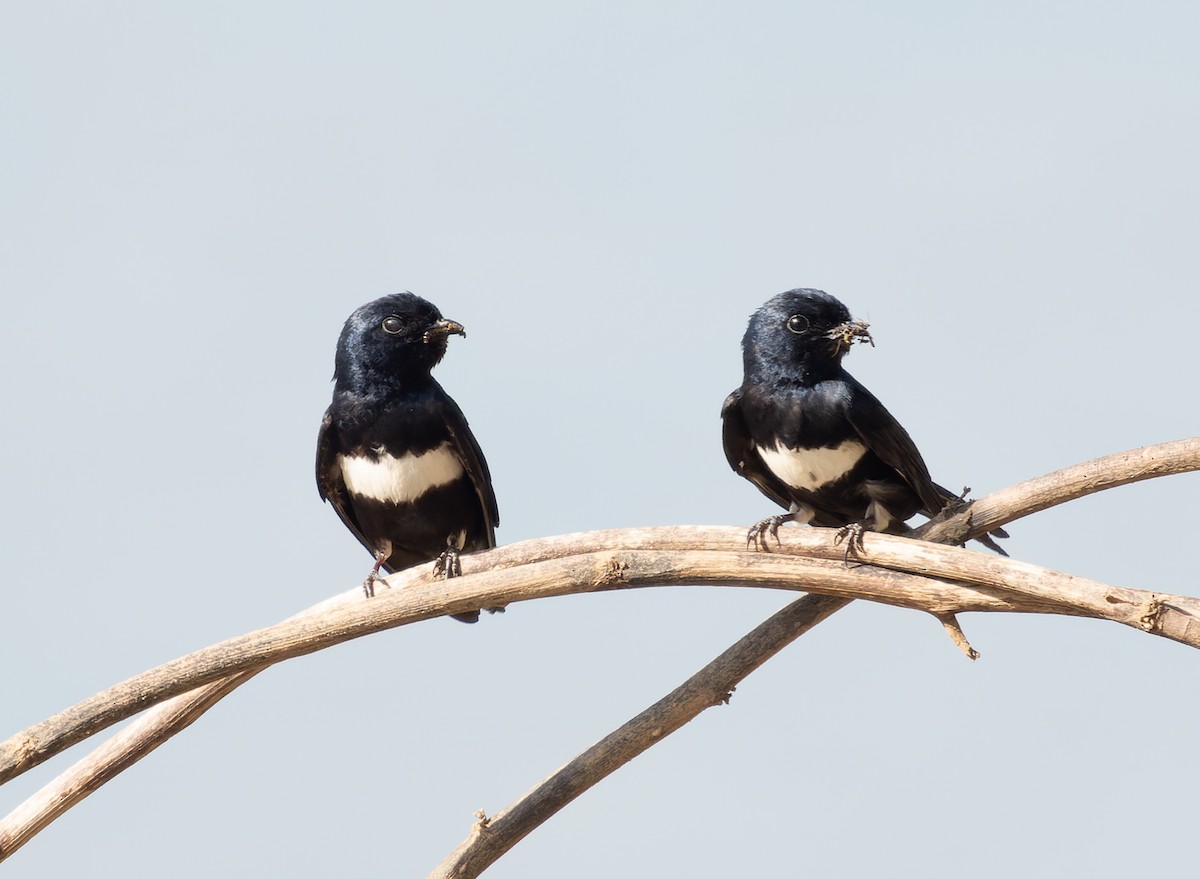 White-banded Swallow - Simon Colenutt