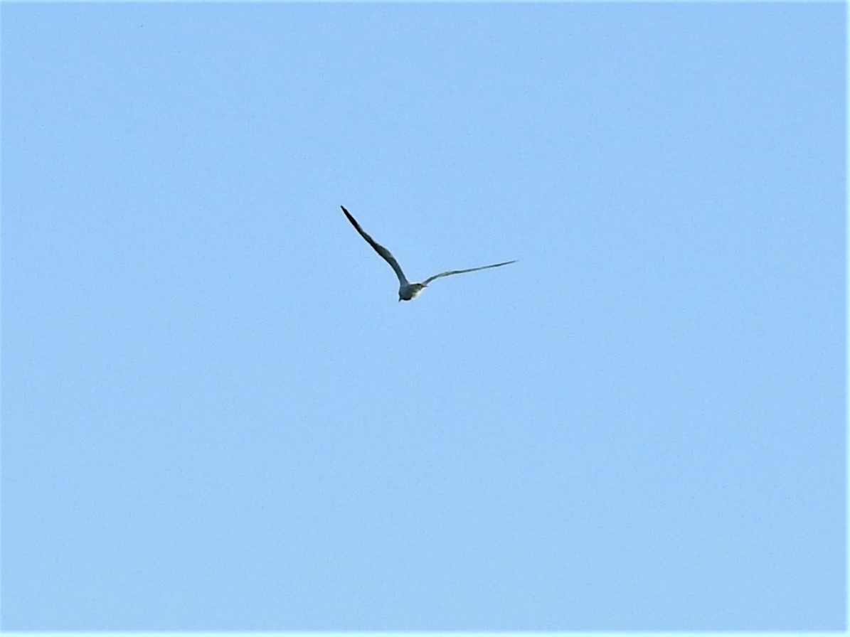 Ring-billed Gull - ML468264601