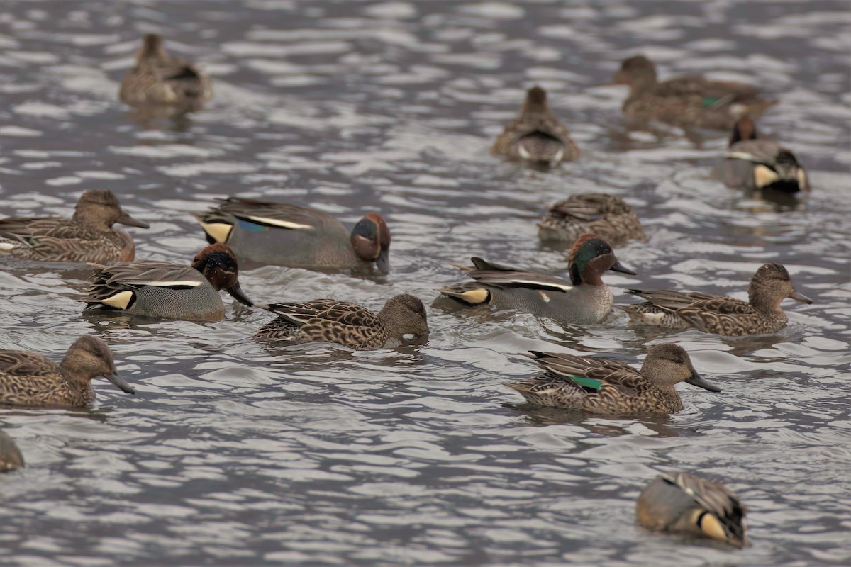 Green-winged Teal (Eurasian) - ML468264861