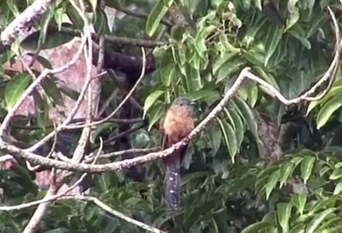 Brush Cuckoo (Sulawesi) - ML468266571