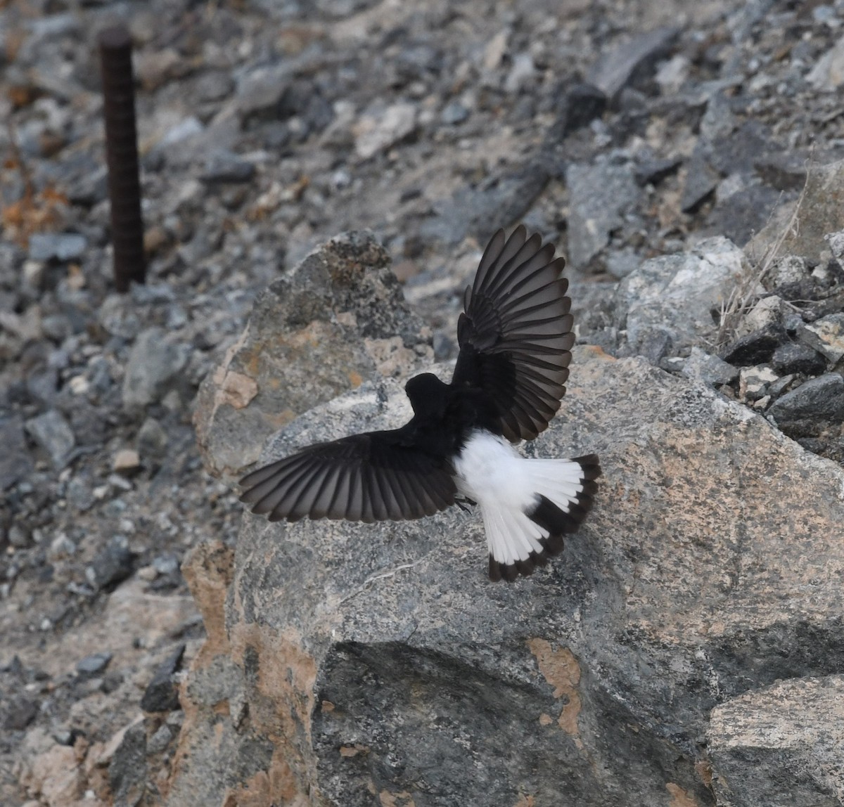 Hume's Wheatear - ML468266831