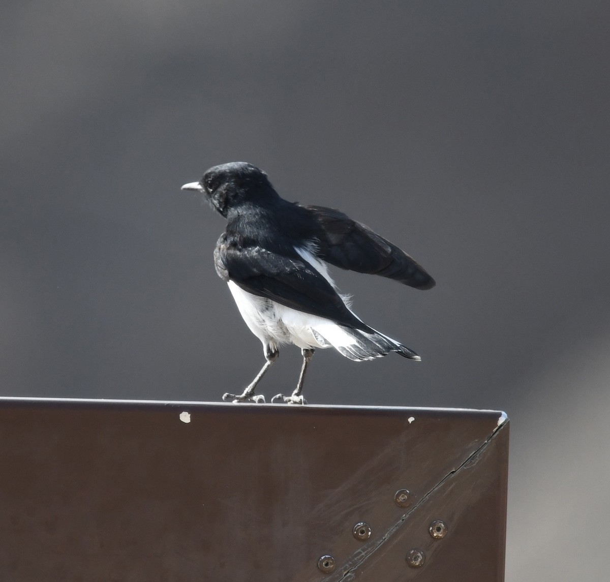 Hume's Wheatear - ML468266861