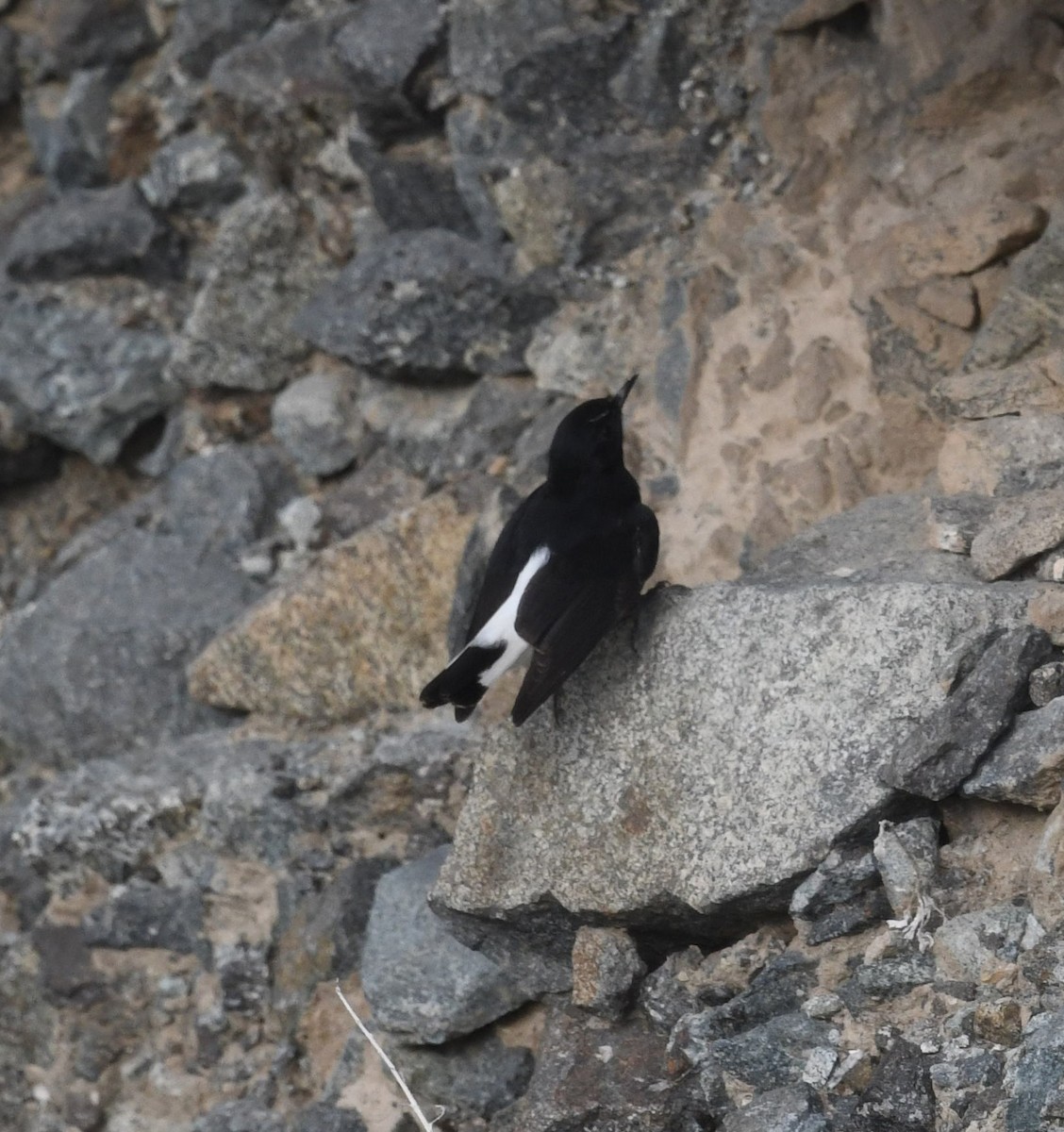 Hume's Wheatear - ML468266881