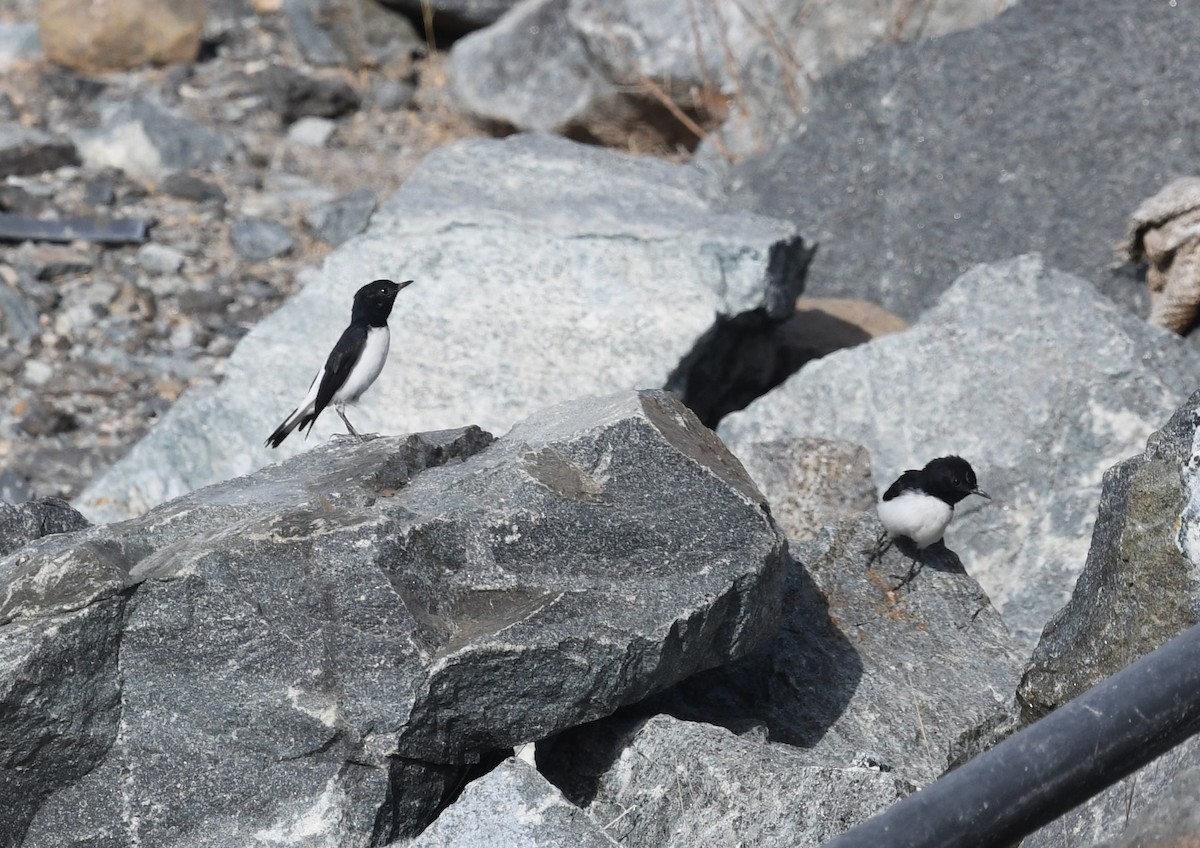 Hume's Wheatear - ML468266891