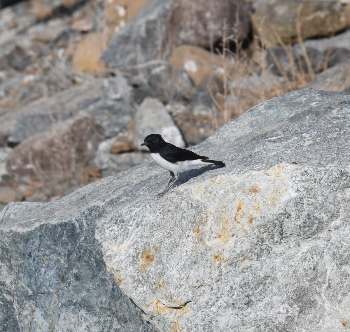 Hume's Wheatear - ML468266901