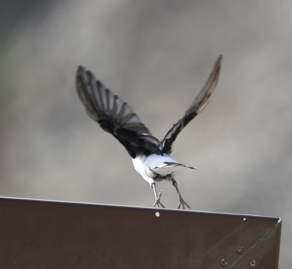 Hume's Wheatear - ML468266951