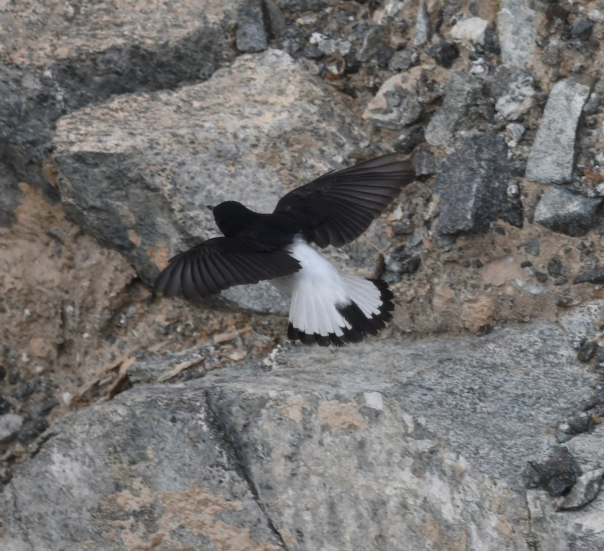 Hume's Wheatear - ML468266991
