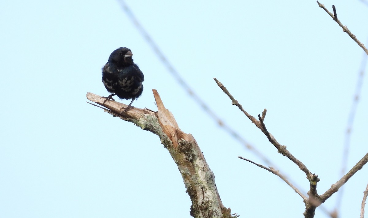 Blue-black Grassquit - Elvis Alberto Ramirez