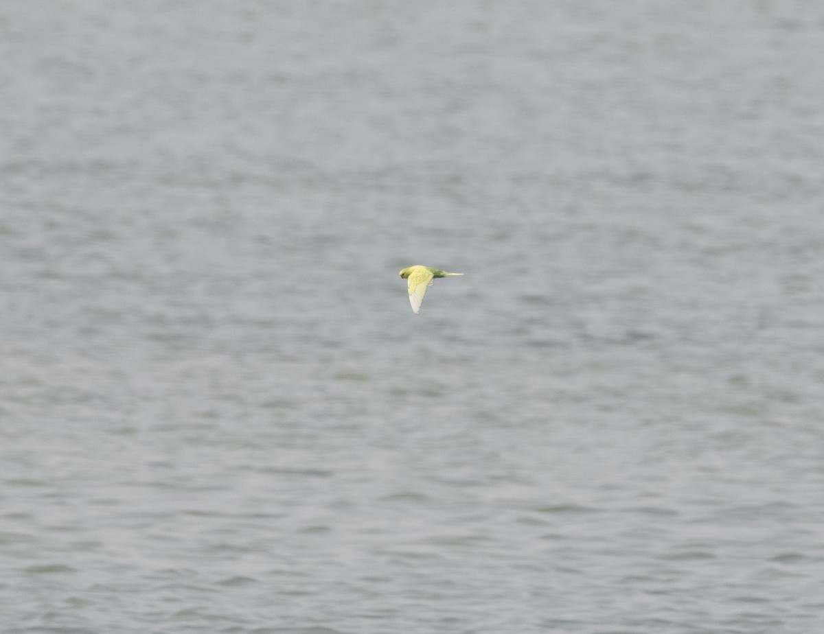 Budgerigar (Domestic type) - ML468270901