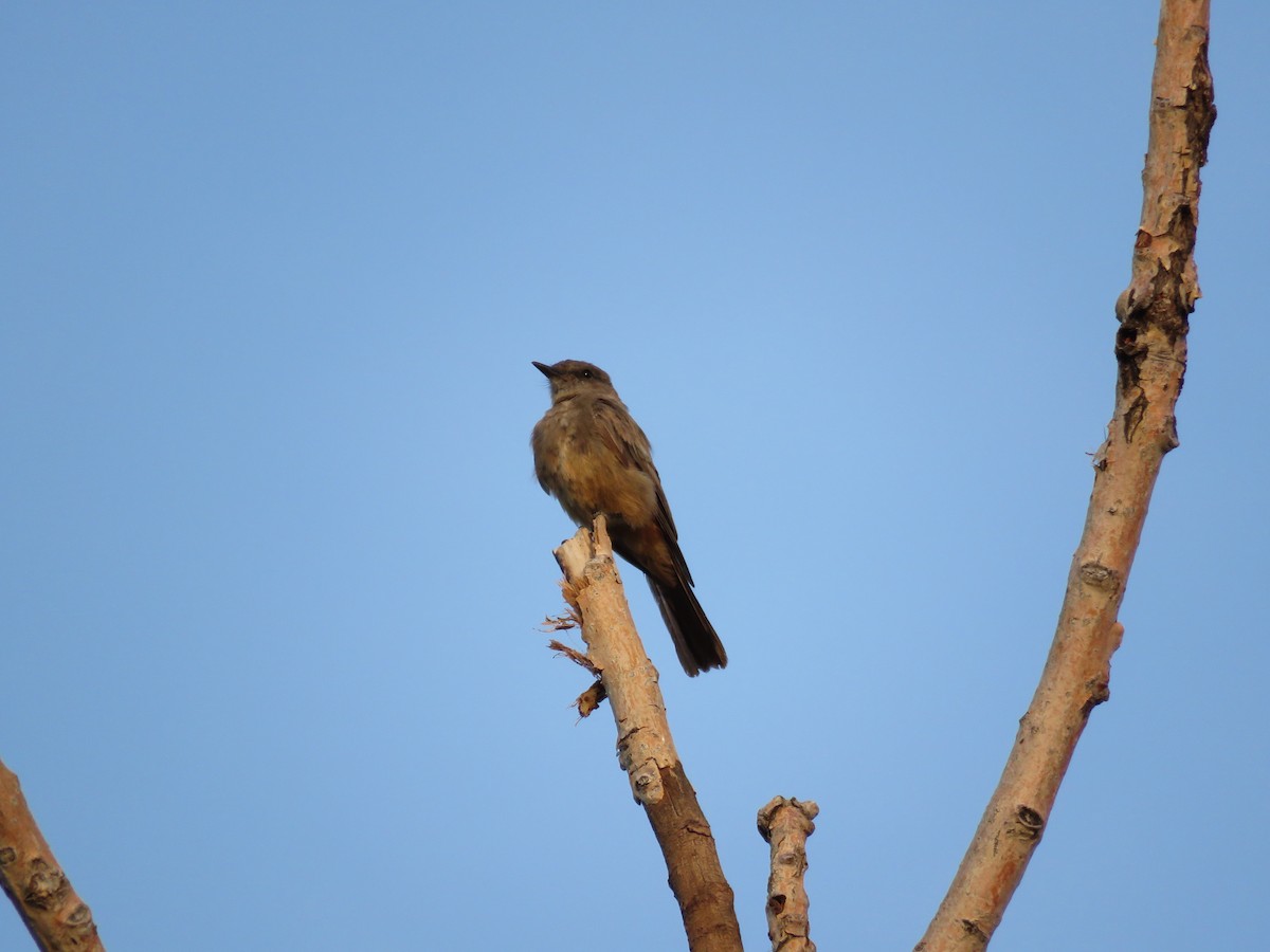 Say's Phoebe - ML468271231