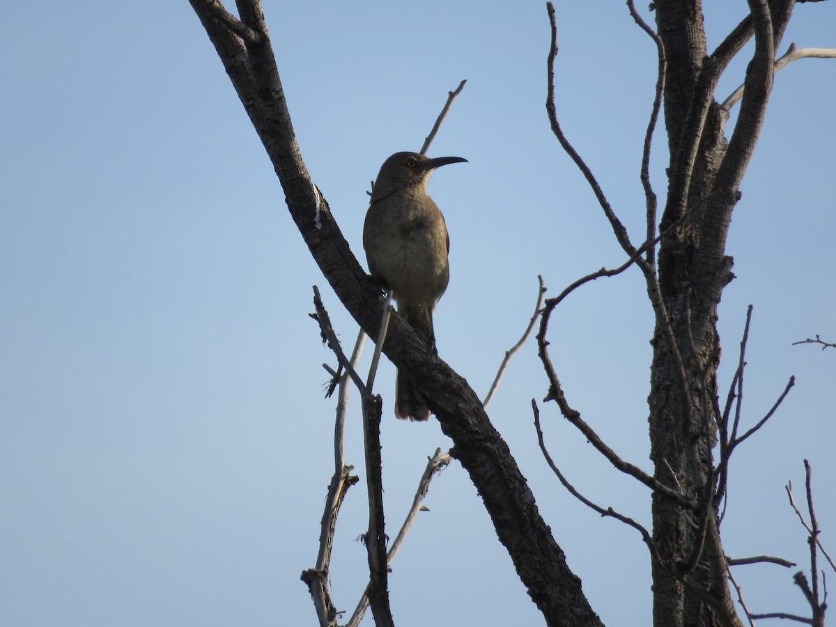 Curve-billed Thrasher - ML468271281