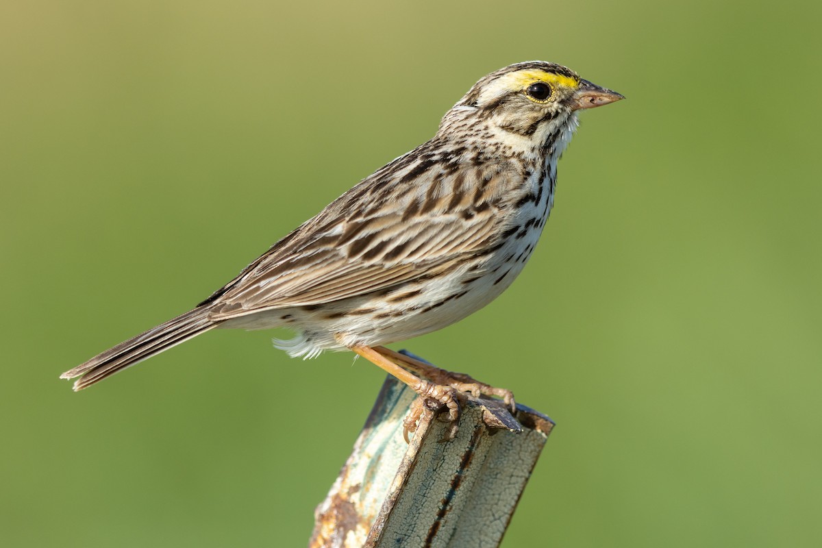 Savannah Sparrow - ML468271981