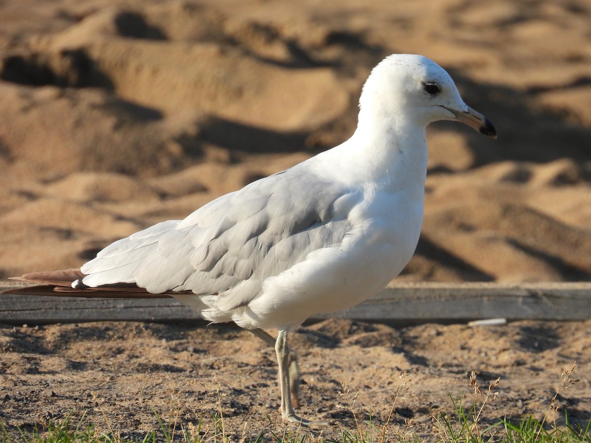 Ring-billed Gull - ML468272061