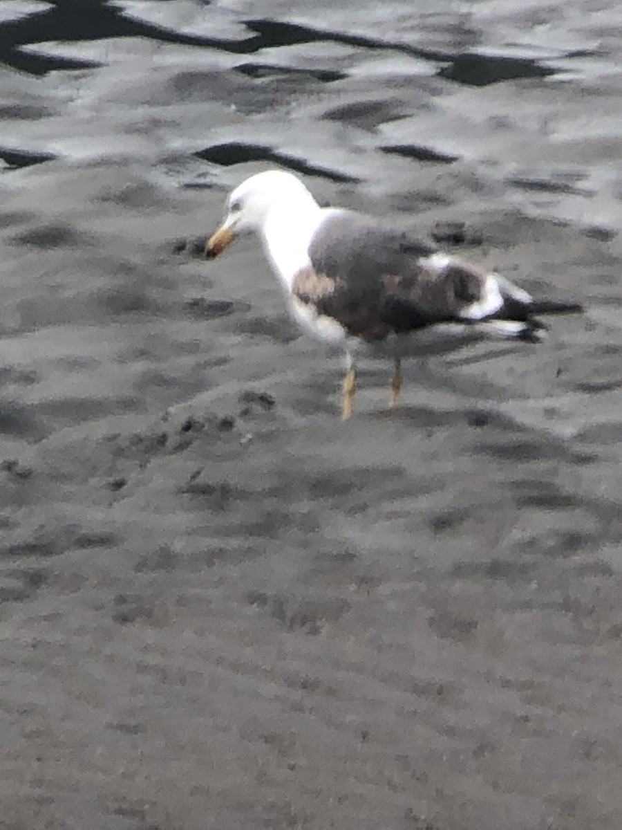 Бэсрэг цахлай - ML468272481