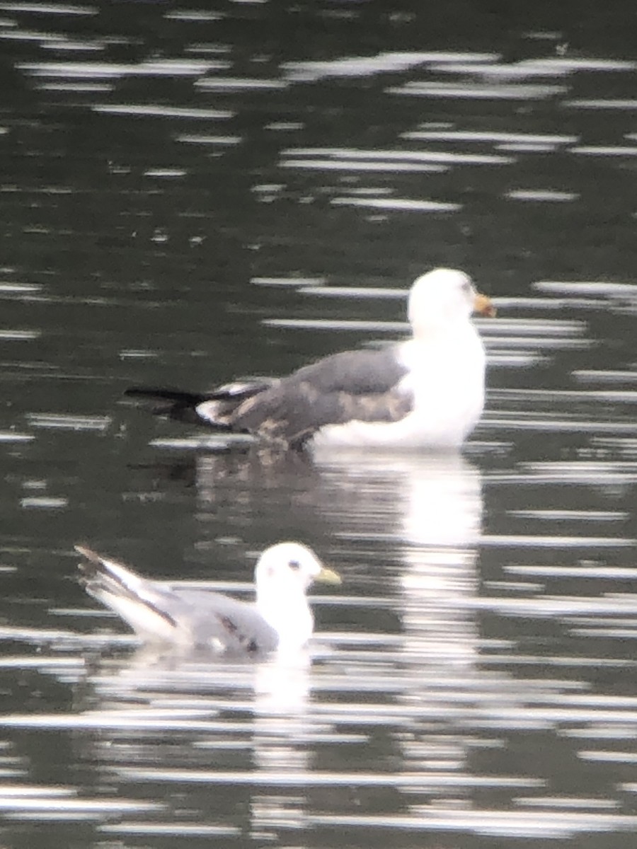 Бэсрэг цахлай - ML468272491