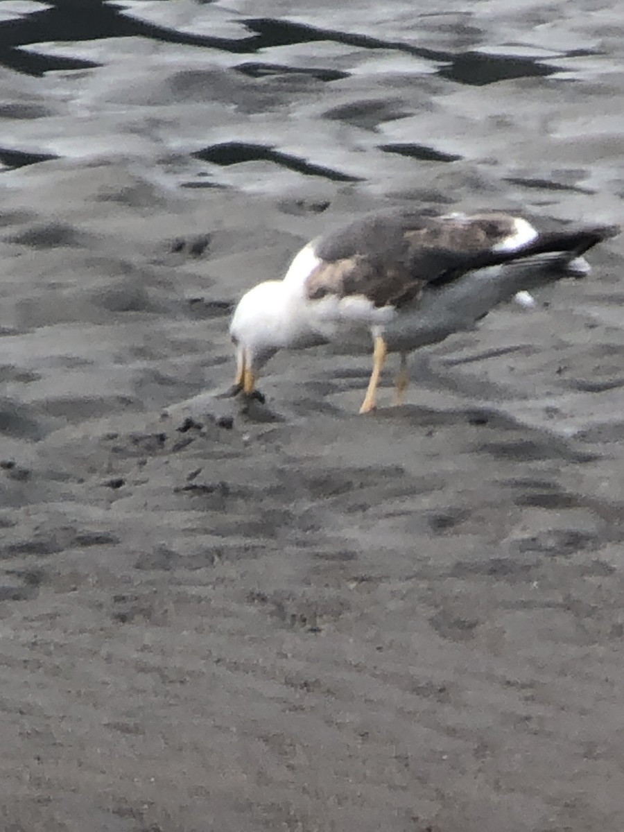 Бэсрэг цахлай - ML468272501