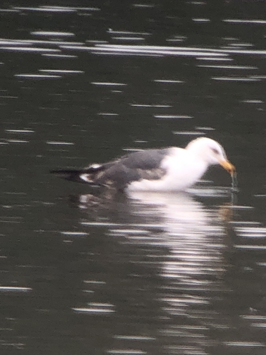 Бэсрэг цахлай - ML468272511