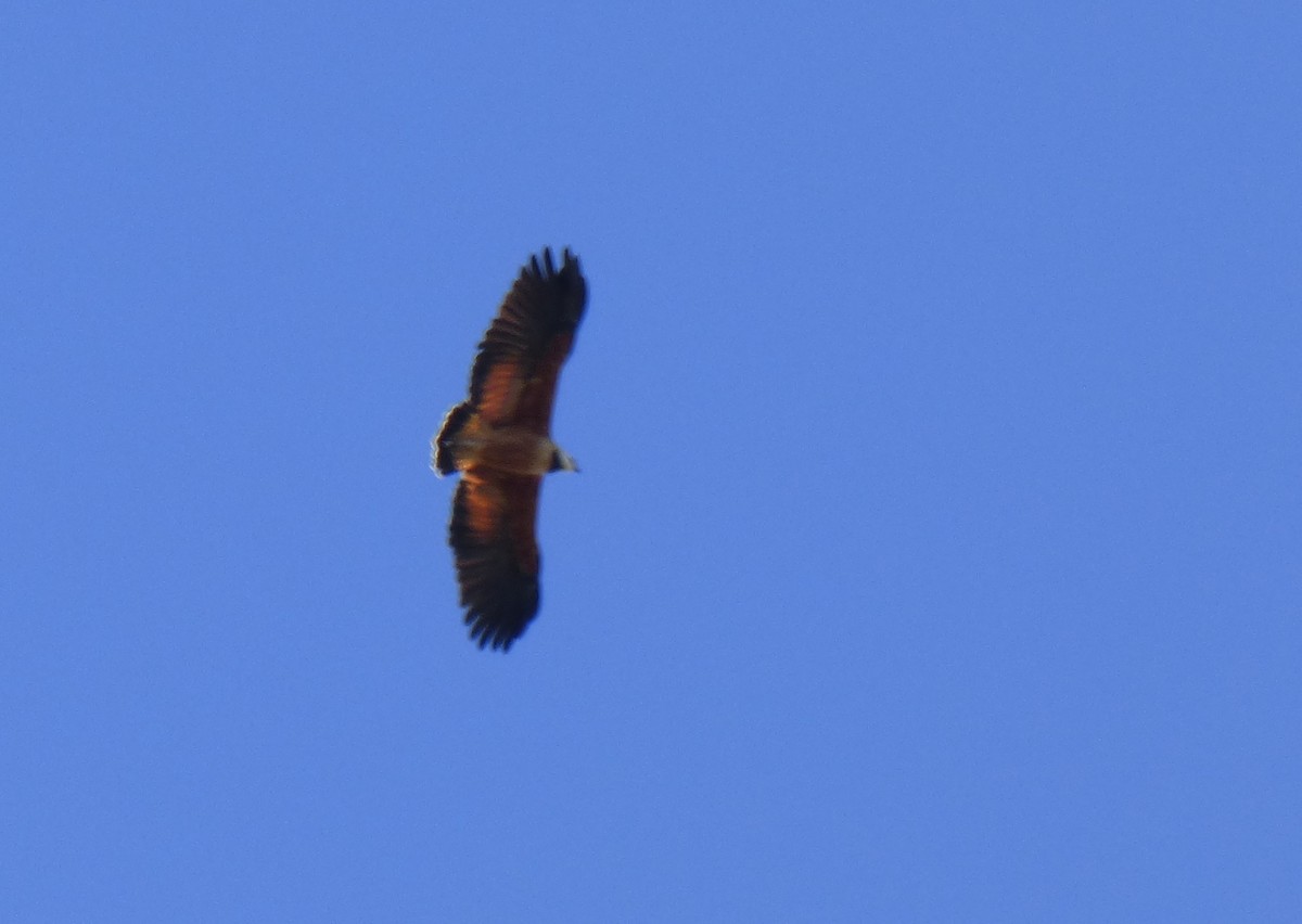 Black-collared Hawk - ML468272771