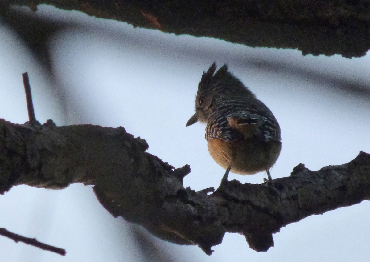 Barred Antshrike - ML468272951