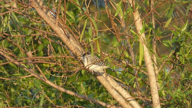 Barred Antshrike - ML468272991