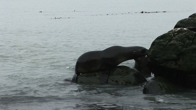 Antarctic Fur Seal - ML468273