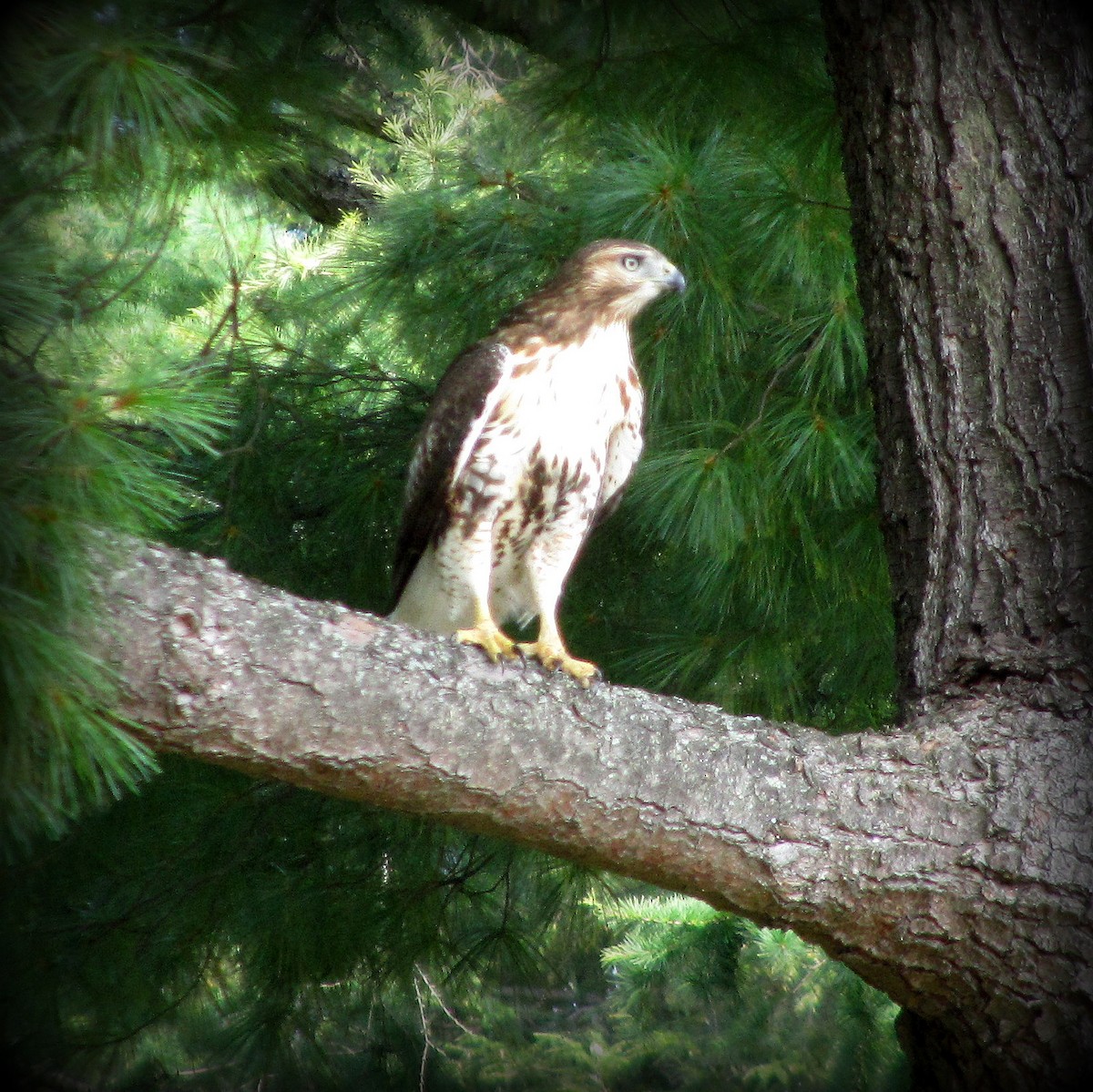 Red-tailed Hawk - ML468273731