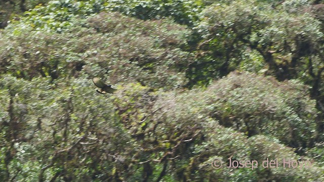 Águila Poma - ML468274221