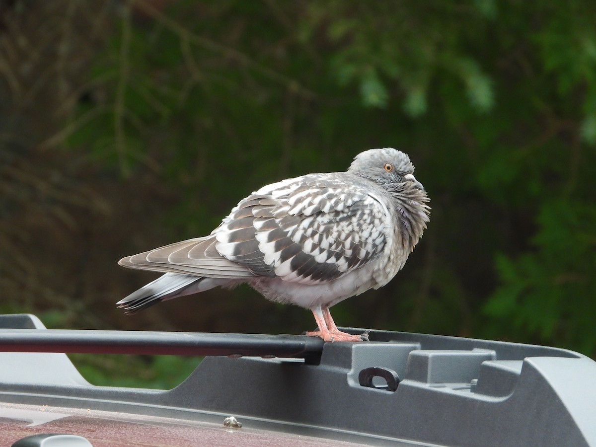 Rock Pigeon (Feral Pigeon) - ML468274921