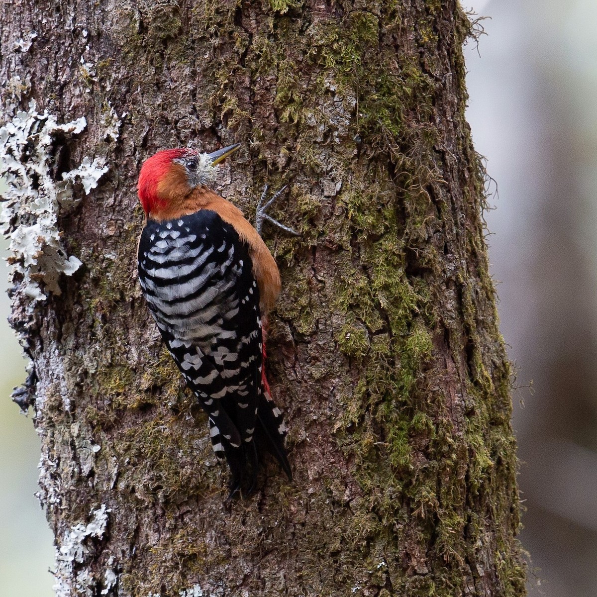 Rufous-bellied Woodpecker - Werner Suter