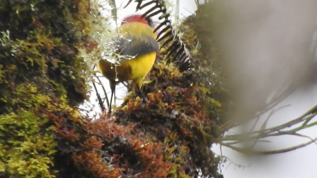 Red-hooded Tanager - ML468277831