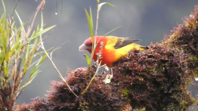 Red-hooded Tanager - ML468277971