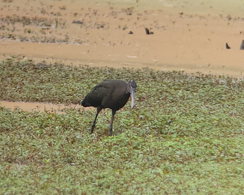 Glossy Ibis - ML468278501