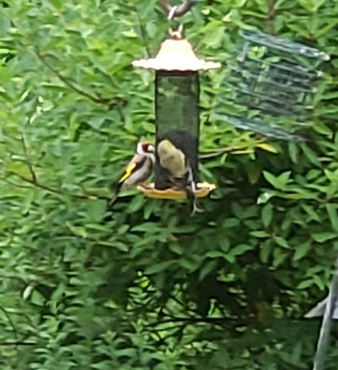 חוחית - ML468278621